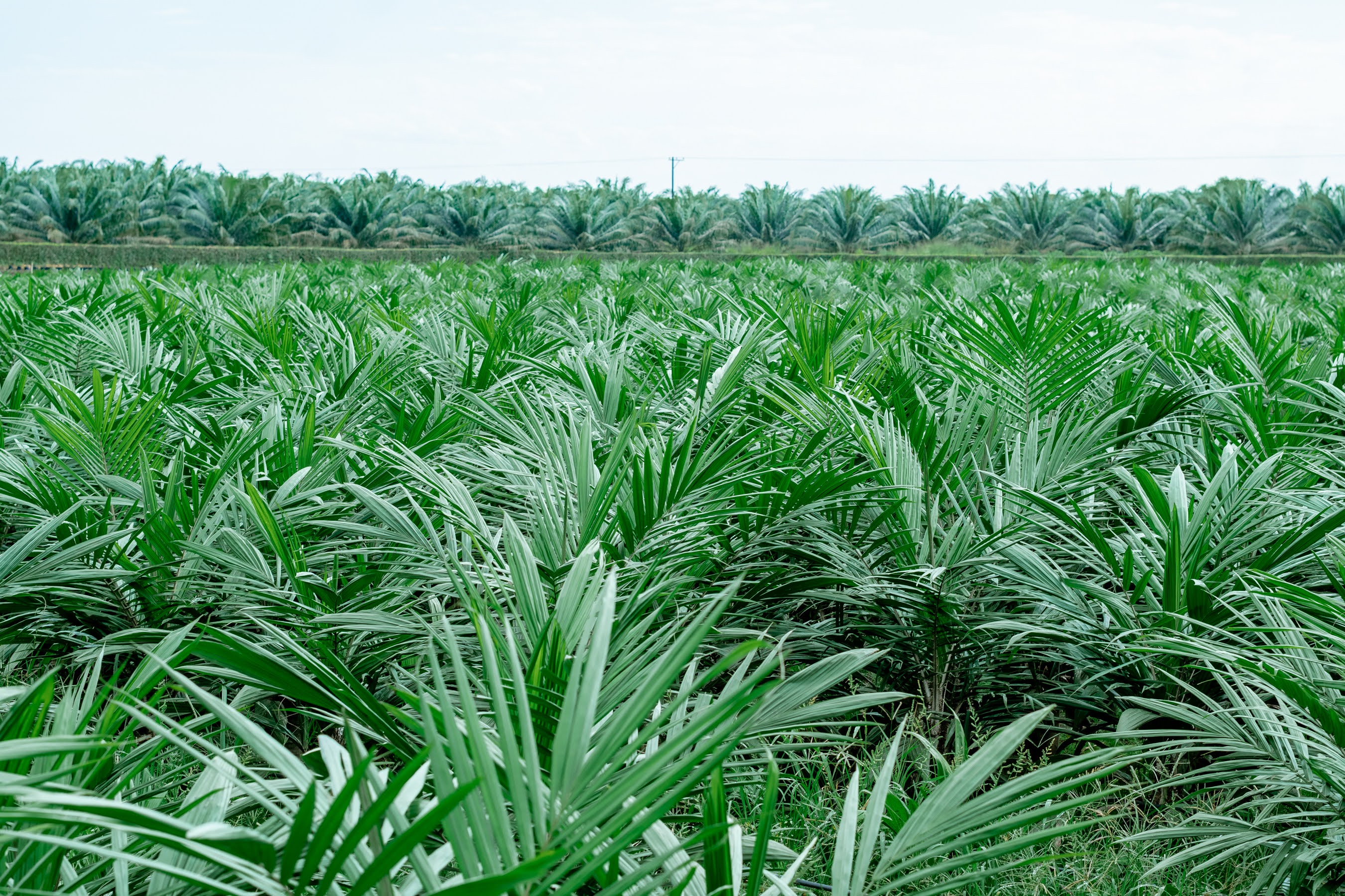 Cultivo de palma