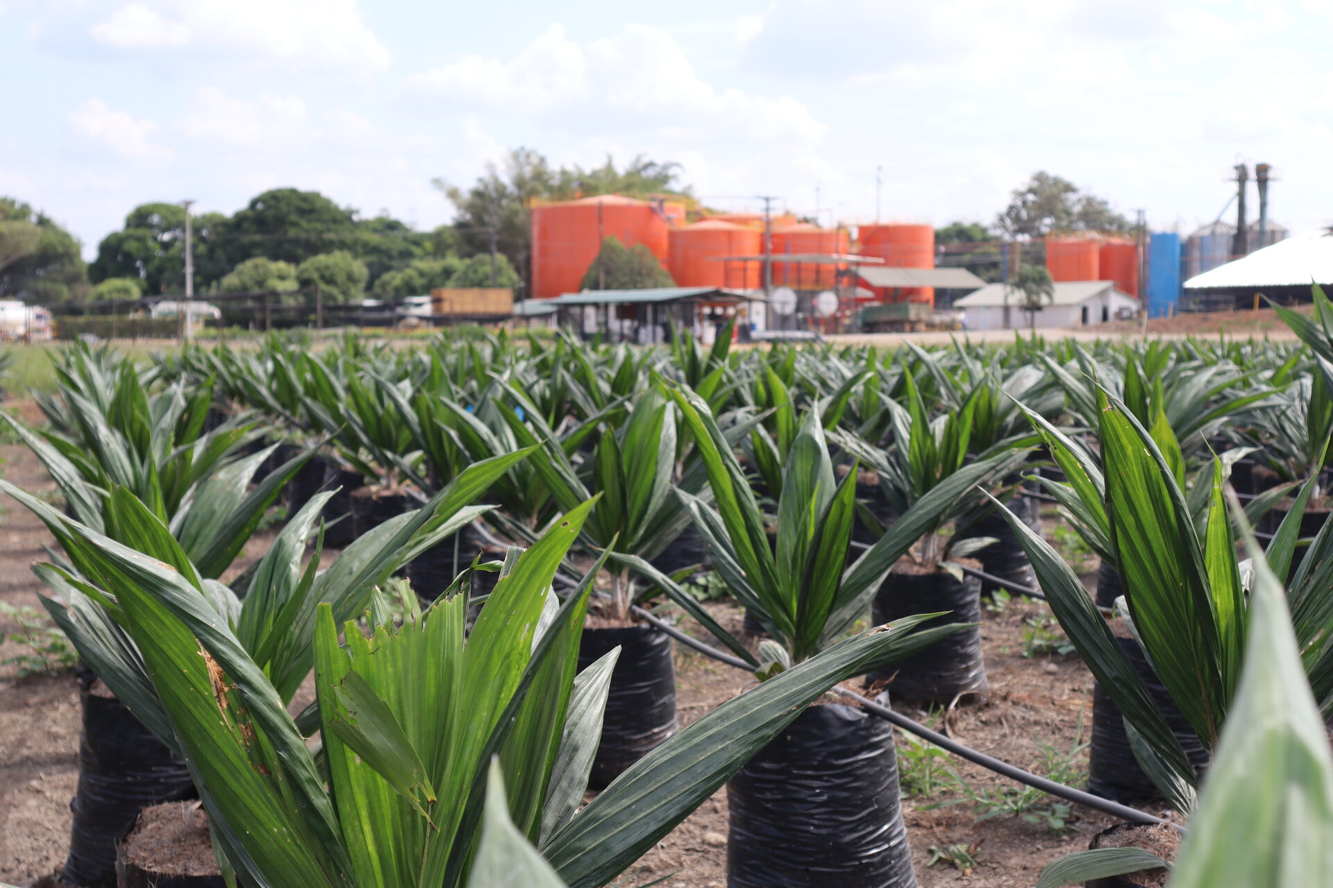 Plantación Entrepalmas