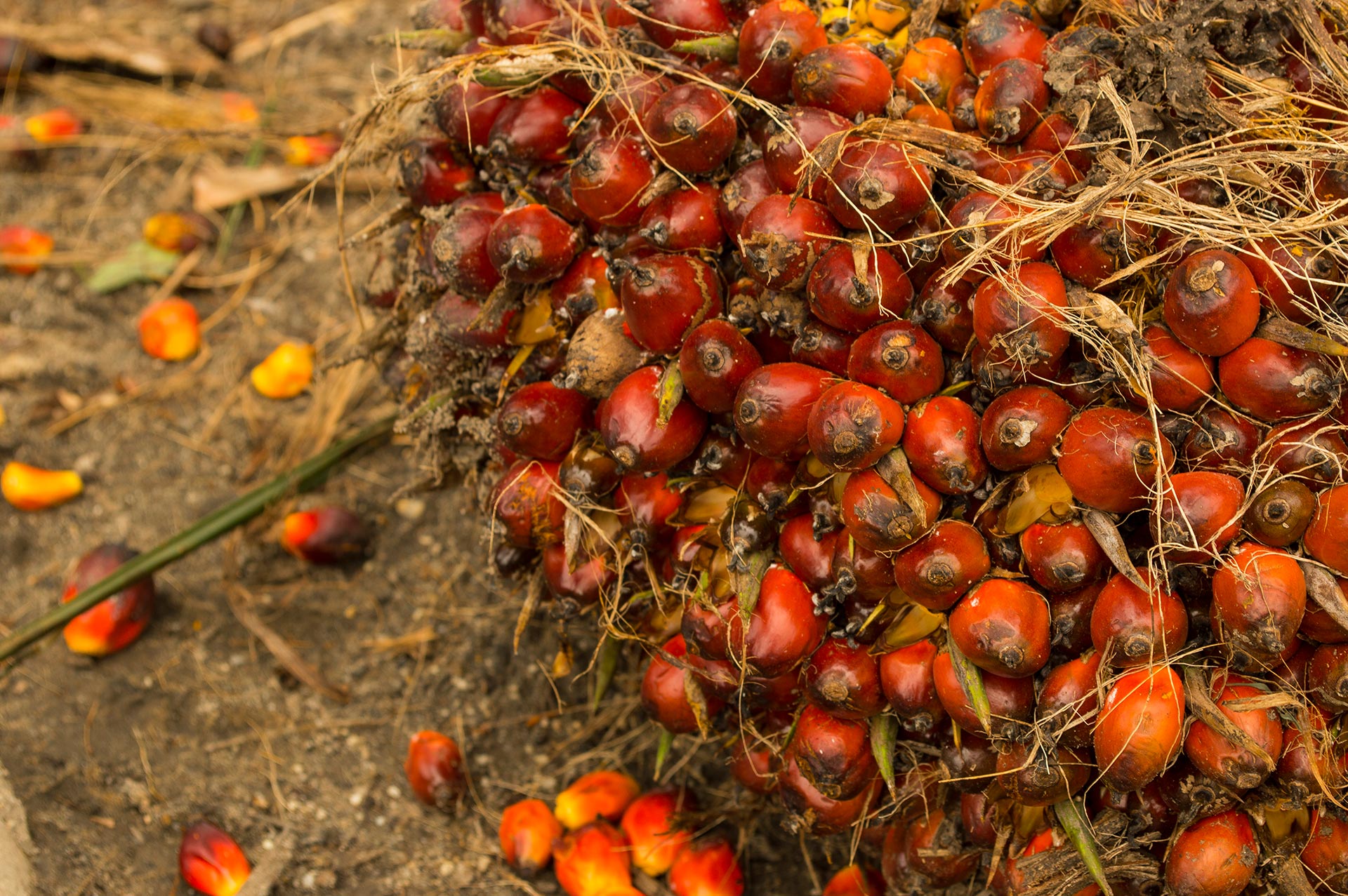 Frutos de palma